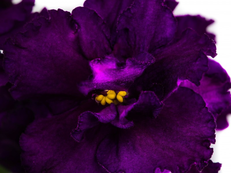 Фото Фиалки Орхидея