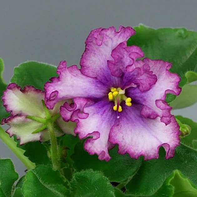 АВ-Луговая фея