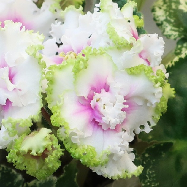 ЕК-Солнечное настроение