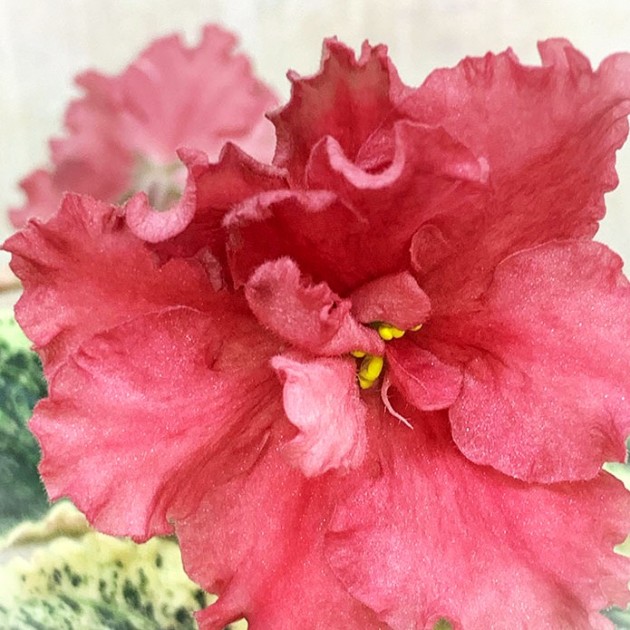 ЕК-Рыжий кот