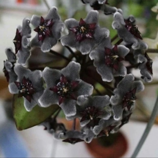 pubicalyx red button