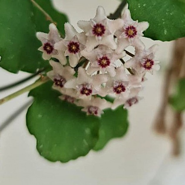 Хойя каникумариана