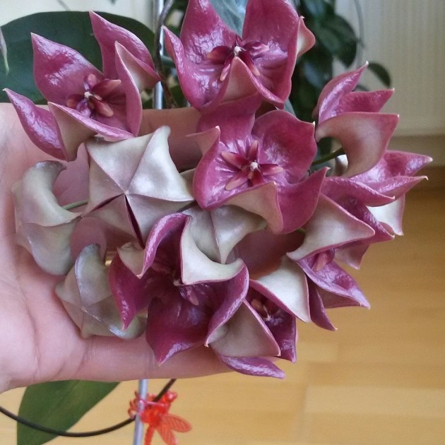 Мегаластер