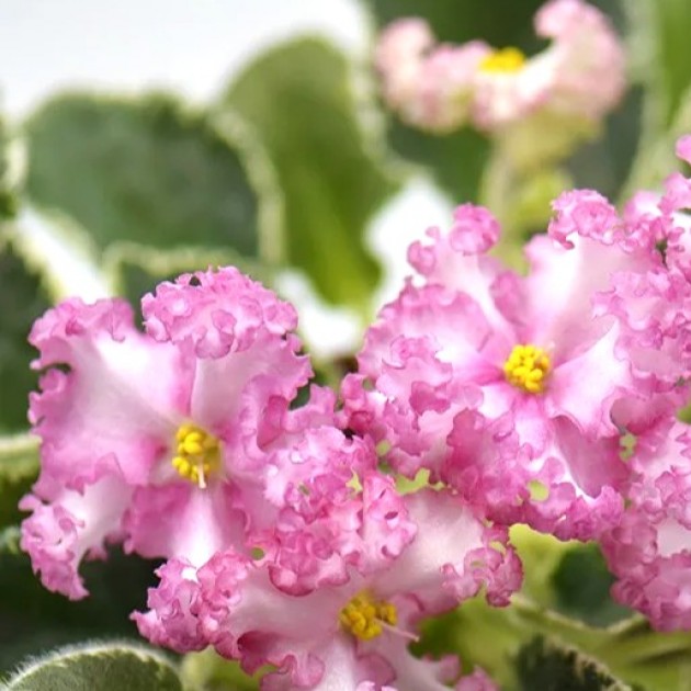 ЛЕ-изящный век