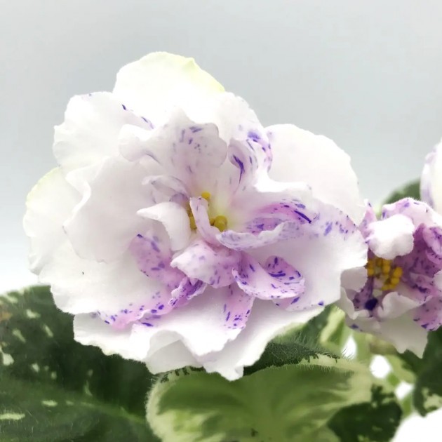 НК-Цветной Сон